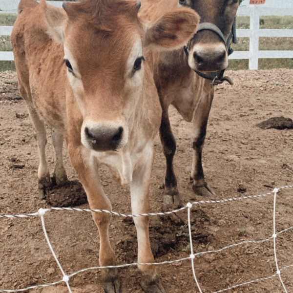 Meet Maple and Baby Koa, our Jersey Cows